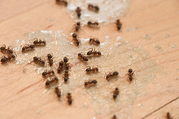 Best Emergency Pest Control  in Rk Forest Village, PA
